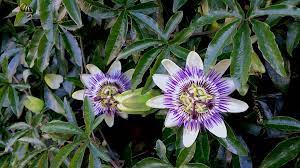 Passiebloemkruid (Passiflora Incarnata)