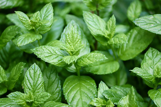 Pepermunt (Mentha Piperita)