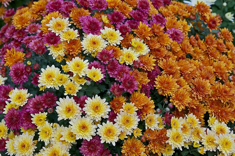 Ontdek de wonderlijke werking en gebruik van chrysantenthee