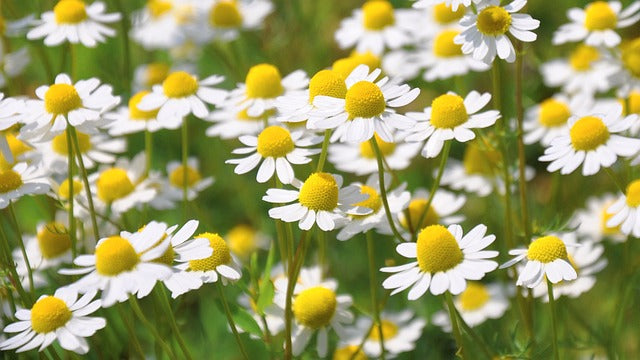 Ontdek de Wonderen van Kamille (Chamomilla Matricaria) : werking & toepassingen