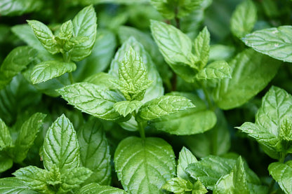 Pepermunt (Mentha  Piperita)