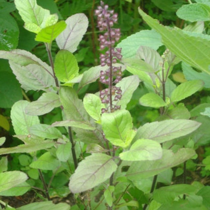 Tulsi / Heilige Basilicum (Ocimum Sanctum)