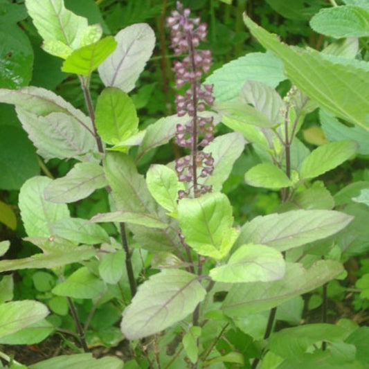 Tulsi / Heilige Basilicum (Ocimum Sanctum)